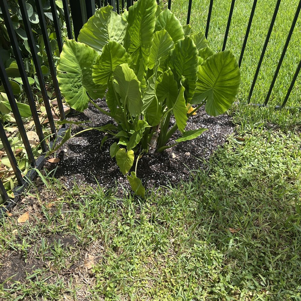 Best Place to Buy Tropical Plants in Florida: Top Picks Revealed 3 Best Place to Buy Tropical Plants in Florida: Top Picks Revealed