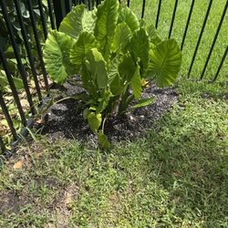 Valkaria Gardens - Up right elephant ear/ taro... incredible resilience and growth!