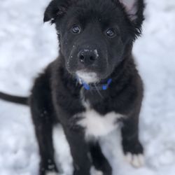 Loyal Dog Club - Milo