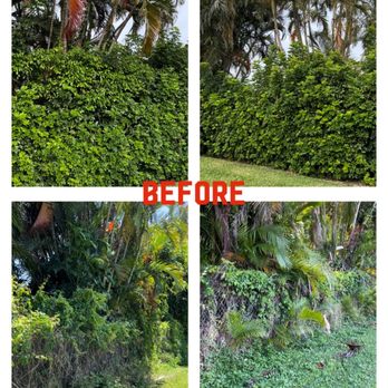 Carlton's Tree Service - Tree Services Near Me - Port St. Lucie, Florida Carlton's Tree Service - Tree Services Near Me - Port St. Lucie, Florida