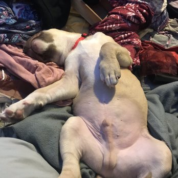 PetSmart - Pet Training Near Me - Fort Worth, Texas