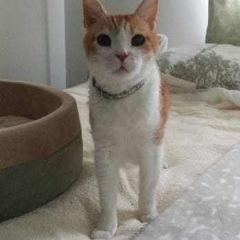 Meowtel - Just For Cats - One of five pictures of my cat sent by my sitter Adam while I was gone. - Pet Sitting Near Me - El Segundo, California