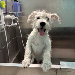 Remington in their pet wash area