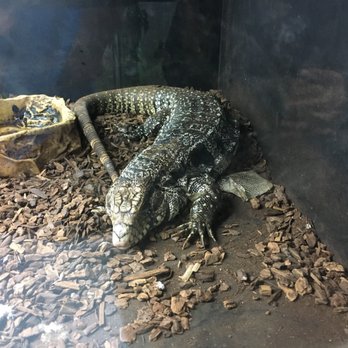 Reptile Island - Pet Stores Near Me - Stanton, California