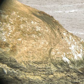 Lost Whale Bed & Breakfast Inn - Some Stellar's sea lions out on the rocks in the water across from the BnB, could hear them from the rooms. - Hotels Near Me - Trinidad, California Lost Whale Bed & Breakfast Inn - Some Stellar's sea lions out on the rocks in the water across from the BnB, could hear them from the rooms. - Hotels Near Me - Trinidad, California
