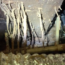 A Maximum Exterminating - Termite damage !  Don't let this happen to your home.
