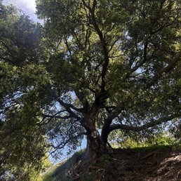 Tree Tree