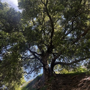 Limekiln Canyon Trail - Tree - Hiking Near Me - Northridge, California Limekiln Canyon Trail - Tree - Hiking Near Me - Northridge, California