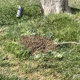 Bees Bees