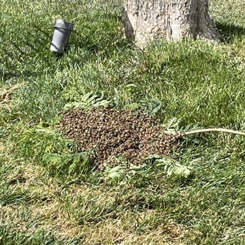 Trips Exterminating - Bees - Pest Control Near Me Trips Exterminating - Bees - Pest Control Near Me