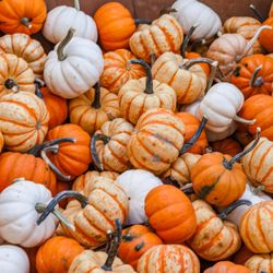 Kroll's Fall Harvest Farm