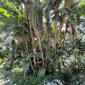 Adelaide Botanic Garden - Botanical Gardens Near Me - Adelaide, SA Adelaide Botanic Garden - Botanical Gardens Near Me - Adelaide, SA