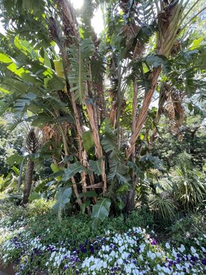 Adelaide Botanic Garden by null