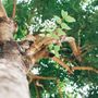 A&B American Tree Service