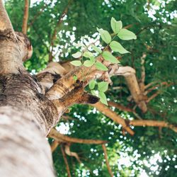 A&B American Tree Service