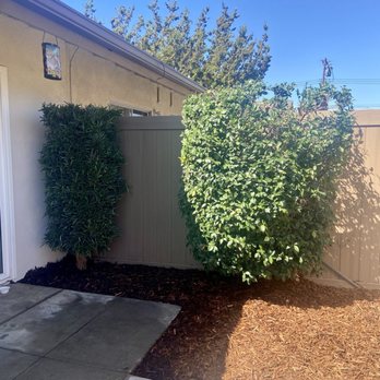 Gilberto Garden Landscape,tree Triming and Removal - After - Gardeners Near Me Gilberto Garden Landscape,tree Triming and Removal - After - Gardeners Near Me