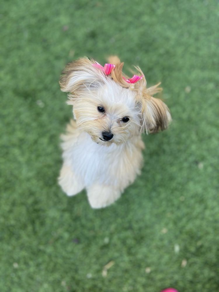 Bark Busters - Tucson