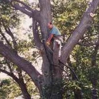 Demore Tree and Landscape - Tree Services Near Me - Allston, Massachusetts