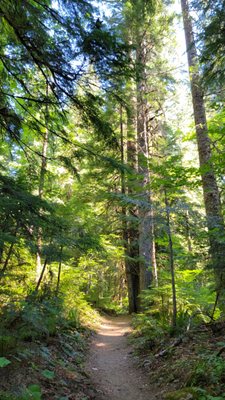 Sahalie Falls by null
