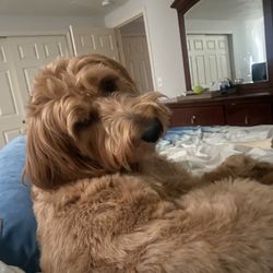 Pioneer Valley Veterinary Hospital