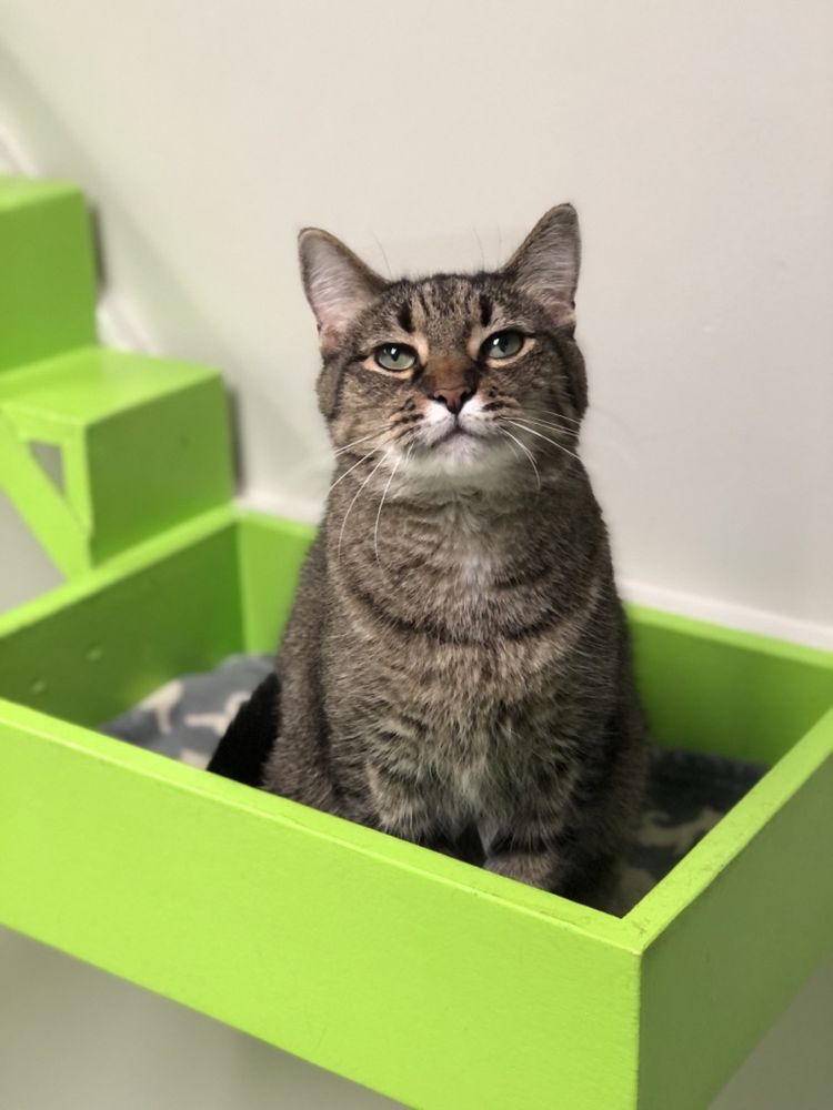 LEAGUE FOR ANIMAL WELFARE Updated August 2024 20 Photos & 16