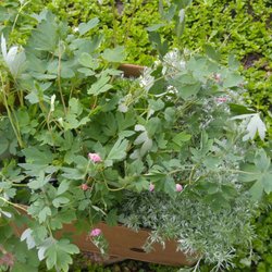 5 Perennials.