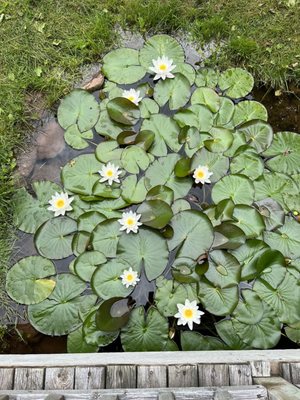 The Bottle Houses and Gardens by null