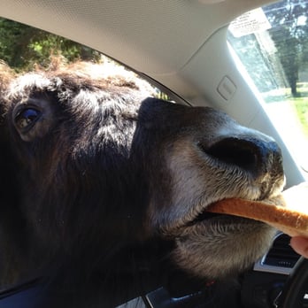 Olympic Game Farm - Zoos Near Me - Sequim, Washington Olympic Game Farm - Zoos Near Me - Sequim, Washington