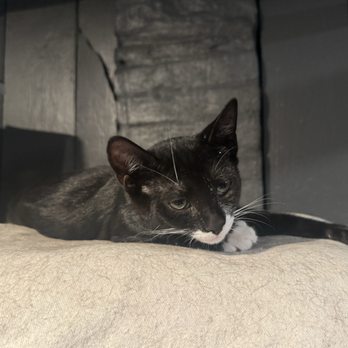 Tiny Tigers Nj Cat Rescue - Animal Shelters Near Me Tiny Tigers Nj Cat Rescue - Animal Shelters Near Me