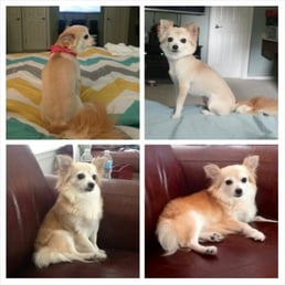 Before and After of my long haired chihuahua! She looks so glamorous! Before and After of my long haired chihuahua! She looks so glamorous!
