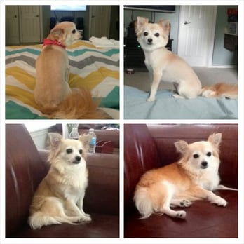 Before And After Of My Long Haired Chihuahua She Looks So