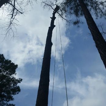 Big Brother Tree Service - Tree Services Near Me - Cary, North Carolina Big Brother Tree Service - Tree Services Near Me - Cary, North Carolina