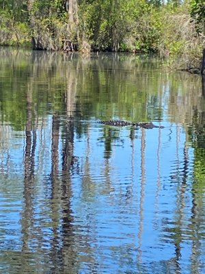 Okefenokee Swamp Park by null