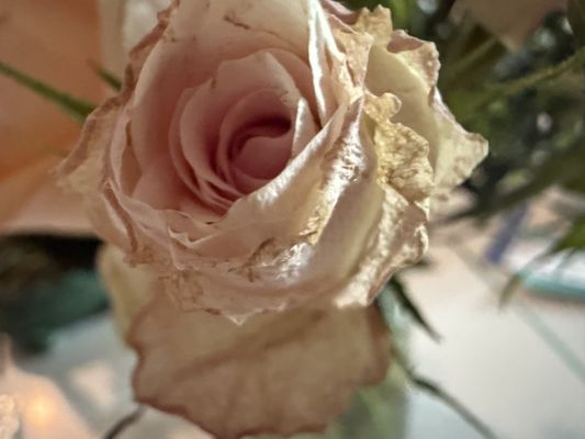 ProFlowers by null