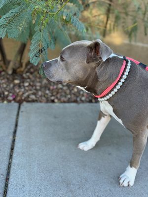 Dog Walks - Our dog walks are great for puppies, seniors and high energy dogs.  We offer 20, 30 & 60 minute walk options so your pup can get out for their midday potty breaks, Energy burner walk for exercise or even a 1 hour walk for that high energy pup that needs to burn off the zoomies!