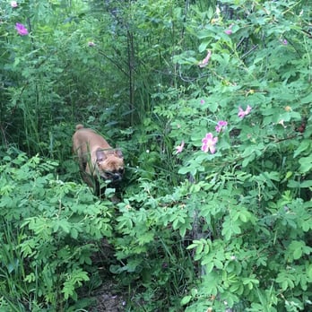Buena Vista Park - My little Gus Gus exploring in nature on one of the trails - Dog Parks Near Me - Edmonton, Alberta