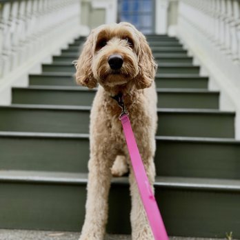 Sniff San Francisco | Dog Walking, Training & Boarding Services - Sniff San Francisco dog-care gallery photo 11 featuring supervised walking, play, training or boarding activities. - Dog Walkers Near Me Sniff San Francisco | Dog Walking, Training & Boarding Services - Sniff San Francisco dog-care gallery photo 11 featuring supervised walking, play, training or boarding activities. - Dog Walkers Near Me