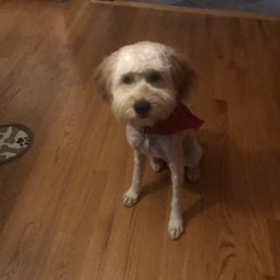 My dog after getting groomed