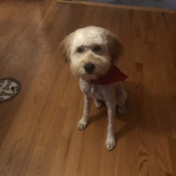 Continental Dog Grooming Salon - My dog after getting groomed - Pet Groomers Near Me - Monroe, Connecticut