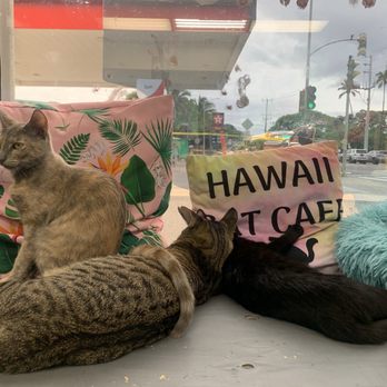 Hawai'i Cat Café - Pet Adoption Near Me - Honolulu, Hawaii Hawai'i Cat Café - Pet Adoption Near Me - Honolulu, Hawaii