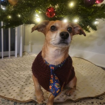 Royal Pet - The necktie comes in handy for holiday photos too! - Pet Sitting Near Me - Itasca, Illinois