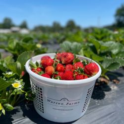 Warren Farms - These don't last long in our house