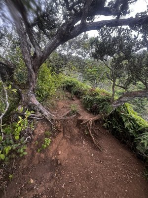 Kuli'ou'ou Valley Trail by null