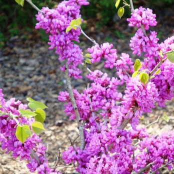 Brookside Gardens  - Botanical Gardens Near Me - Wheaton, Maryland