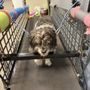 Photo of Healing Paws Rehabilitation