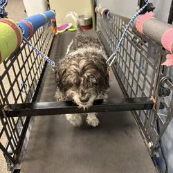 Healing Paws Rehabilitation