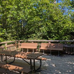 Rockaway Big Tree Trailhead