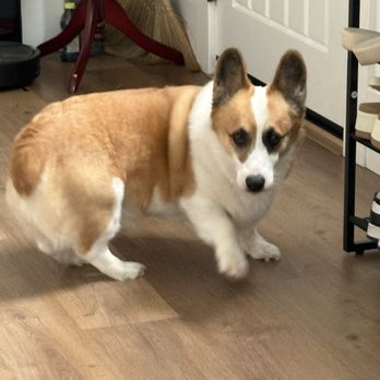 Furever Grooming - Pet Groomers Near Me - Milpitas, California