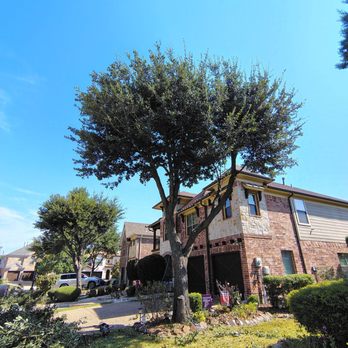 Hernandez Tree Experts - Tree Services Near Me Hernandez Tree Experts - Tree Services Near Me