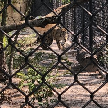 Marissa DiMare - Keller Williams Realty - Have you been to the Naples Zoo?! The Naples Zoo is a 43-acre zoo and historic botanical garden. Great place to spend the afternoon! - Real Estate Agents Near Me - Naples, Florida Marissa DiMare - Keller Williams Realty - Have you been to the Naples Zoo?! The Naples Zoo is a 43-acre zoo and historic botanical garden. Great place to spend the afternoon! - Real Estate Agents Near Me - Naples, Florida